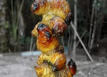 Ulat Sagu, Hidangan Khas di Acara Adat Masyarakat Papua  ‎