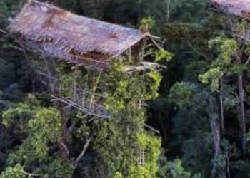 Suku Korowai, Penguasa Hutan Papua yang Setia dengan Ulayat