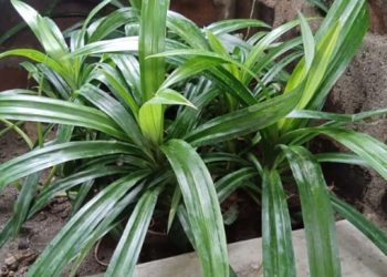 Sembuhkan Penyakit Berikut dengan Daun Pandan  ‎