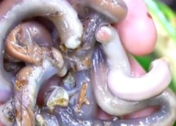 Tembiluk, Cacing Kayu dengan Banyak Manfaat