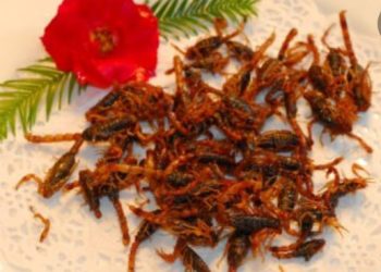 Kalajengking Goreng, Kuliner Ekstrem dari Negeri Gajah Putih 