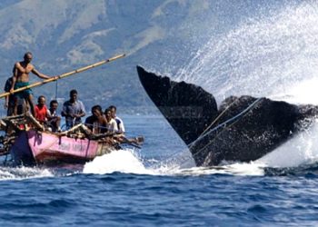 Baleo, Uji Nyali & Ketangguhan  Ala Nelayan Lamalera  ‎