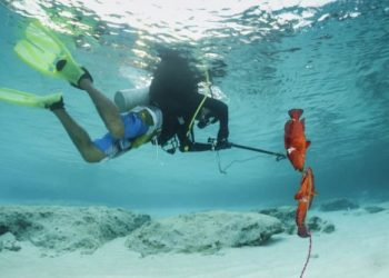 Spearfishing, Antara  Olahraga & Hobby