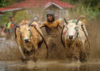Adu Nyali dengan Pacu Jawi