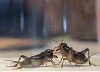 Adu Kuat dengan Adu Jangkrik   ‎