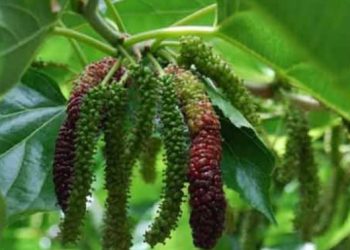 Andalas, Nama Lain Pulau Sumatera yang Ternyata Sebuah Pohon  ‎