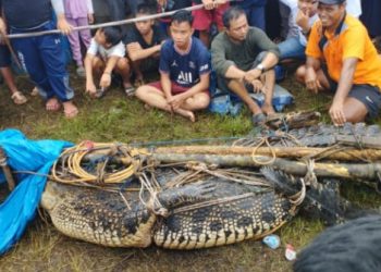 Bikin Merinding, Berikut Masyarakat Pemangsa Buaya di Dunia