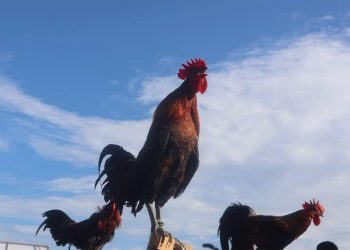 Kokok Tiada Banding dari Ayam Kukuak Balenggek