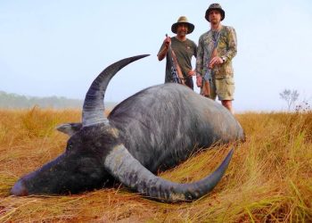 Menelusuri Jejak Pemburu Kerbau di Australia   ‎