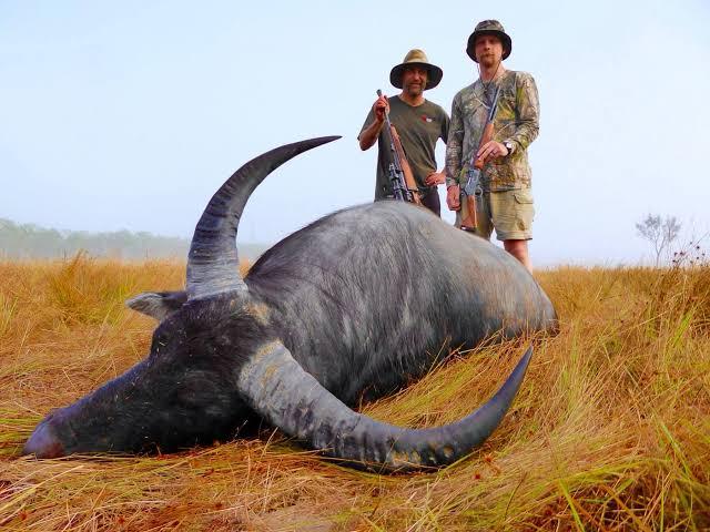 Menelusuri Jejak Pemburu Kerbau di Australia 