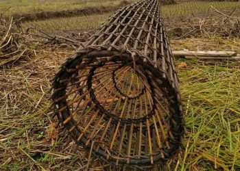 Malukah, Tradisi Menjerat Belut di Sumatera Barat