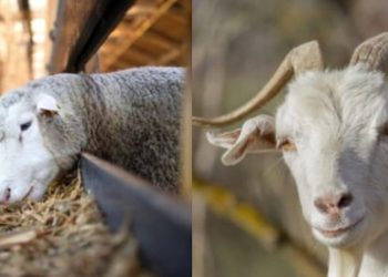 Kambing & Domba, Apa Bedanya?
