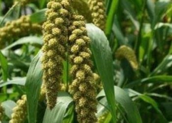 Hotong, Sumber Energi Khas Pulau Buru