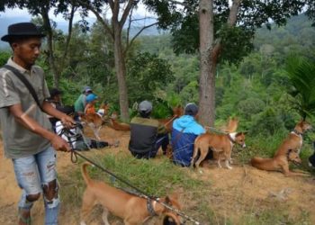 Baburu Kandiak : Tradisi & Hobby yang Mengancam Nyawa 