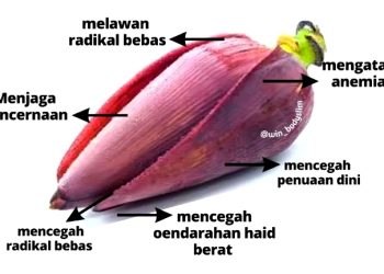 Catat! Ini Manfaat Jantung Pisang untuk Kesehatan 