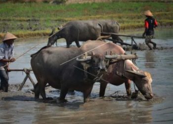 Uniknya Membajak Sawah dengan Kerbau