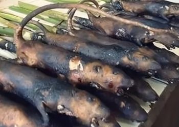 Kawok, Kuliner Ekstrem Bumi Kawanua