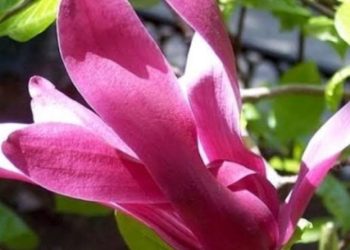 Bunga Kantil Merah dalam Ritual dan Kepercayaan Jawa