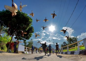 Pacu Adrenalin dengan Pacu Itik  ‎