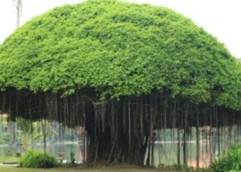 Filosofi Pohon Beringin dalam Budaya Indonesia