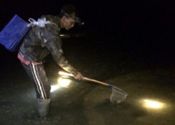 Nyulo, Tradisi Berburu Udang & Kepiting di Belitung 