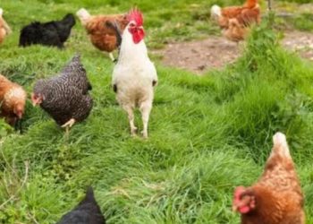 Deretan Ayam Paling Langka di Dunia 