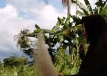 Makna Tersirat dari Tradisi Menampi Beras