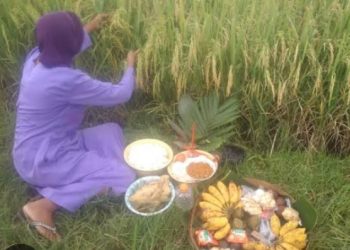 Wiwitan, Tradisi Jelang Masa Panen   ‎