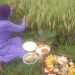 Wiwitan, Tradisi Jelang Masa Panen   ‎