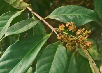 Cegah Pikun dengan Daun Salam