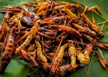 Belalang Goreng, Camilan Jadul nan Kaya Manfaat   ‎