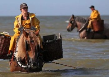 Wow, Menangkap Udang Sembari Berkuda