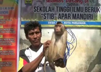 Pemetik Kelapa Ulung Alumnus Sekolah Tinggi Ilmu Beruk