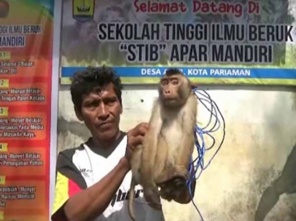 Pemetik Kelapa Ulung Alumnus Sekolah Tinggi Ilmu Beruk