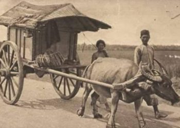 Kabau Padati, Kendaraan Tradisional yang Mulai Ditelan Zaman 