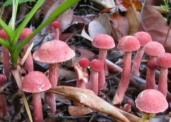 Kulat Pelawan, Jamur Mahal dari Sambaran Petir 