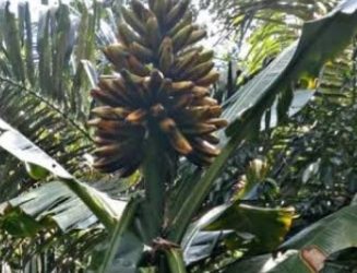 Pisang Tongka Langit, Tanaman Langka Bumi Papua 